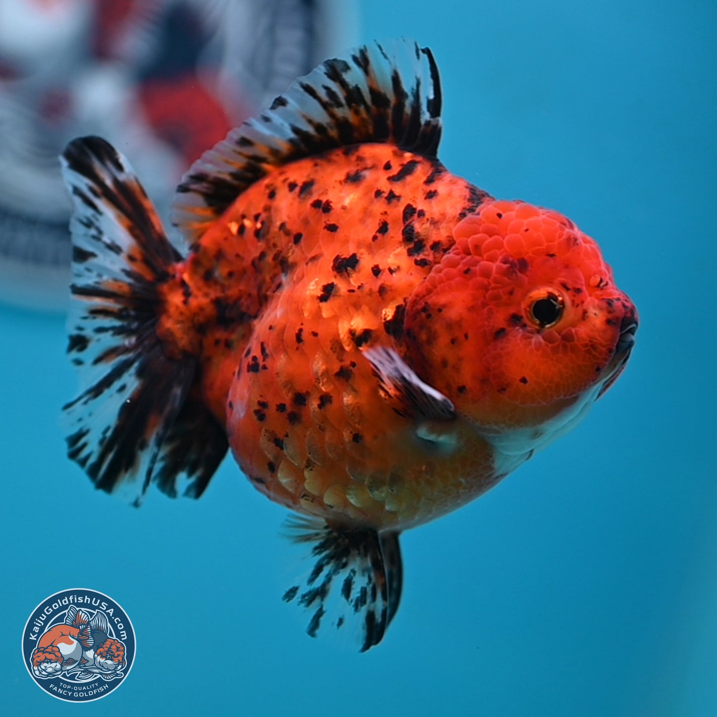 Shogun Tiger Oranda 4 inches Body - Female(250131_OR11)