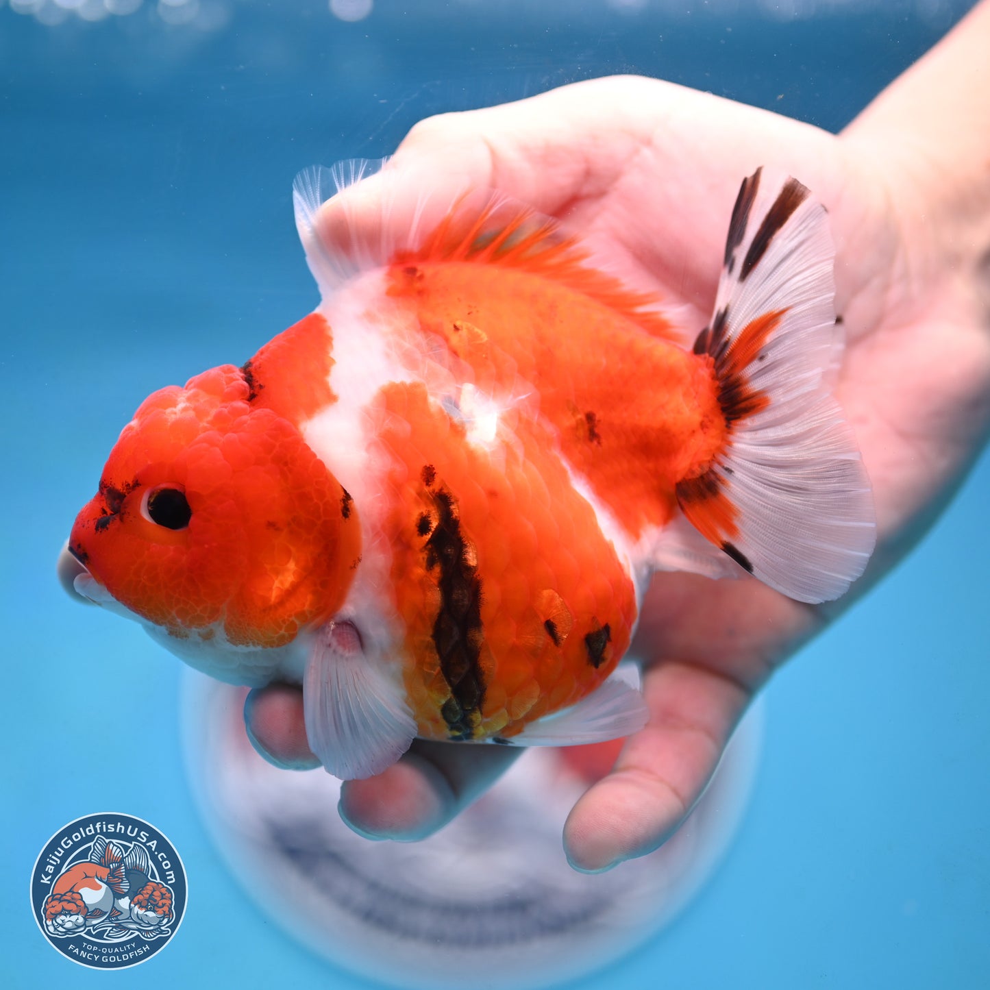 Tricolor Sakura YuanBao Oranda 4.5 inches Body - Female (250103_OR11) - Kaiju Goldfish USA