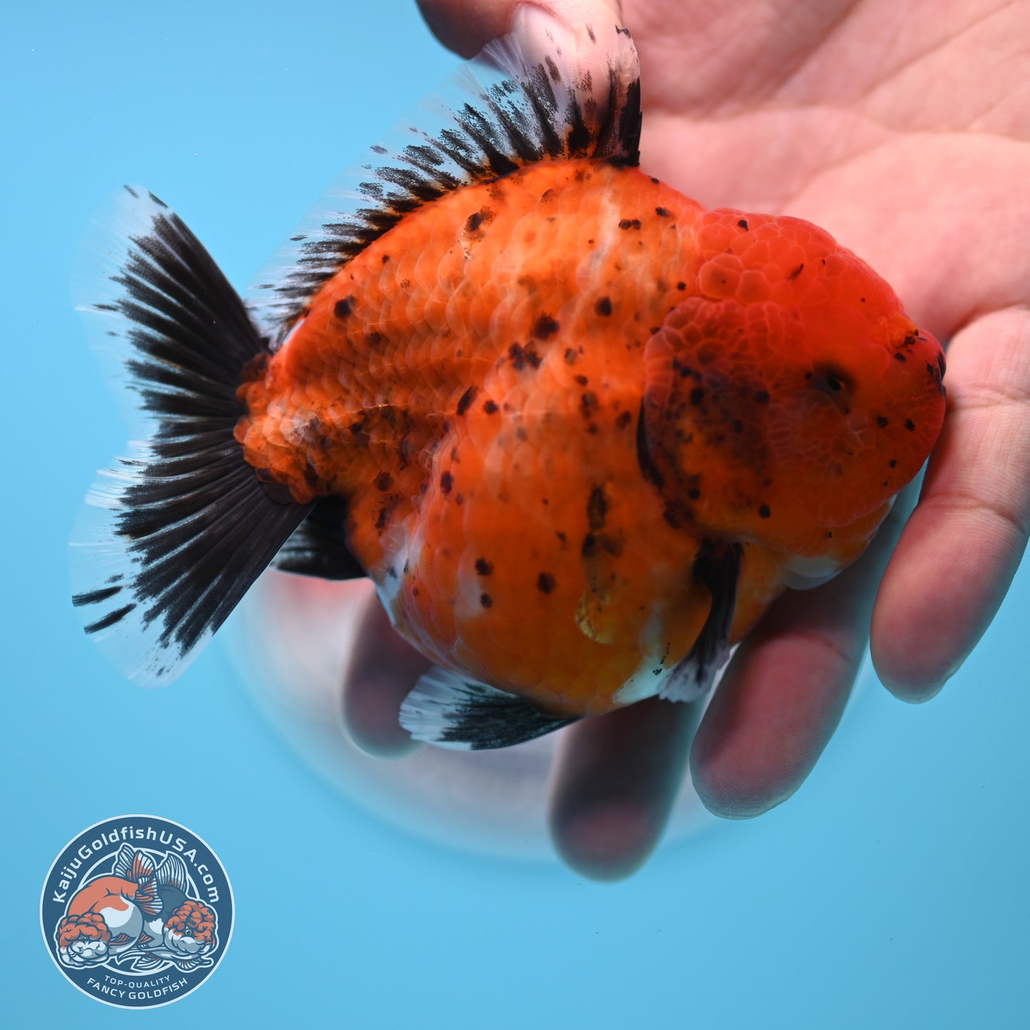 Shogun Tiger Oranda 3.5 inches Body - Female (250418_OR11)