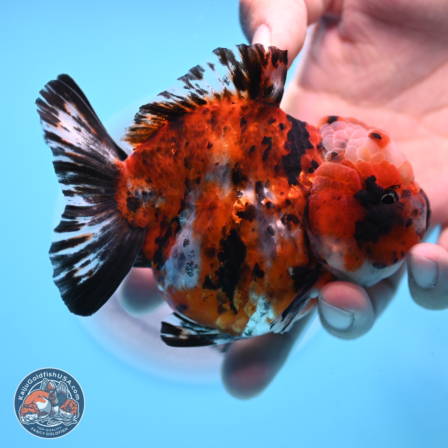 Shogun Calico Oranda 4 inches Body - Female (250207_OR11)