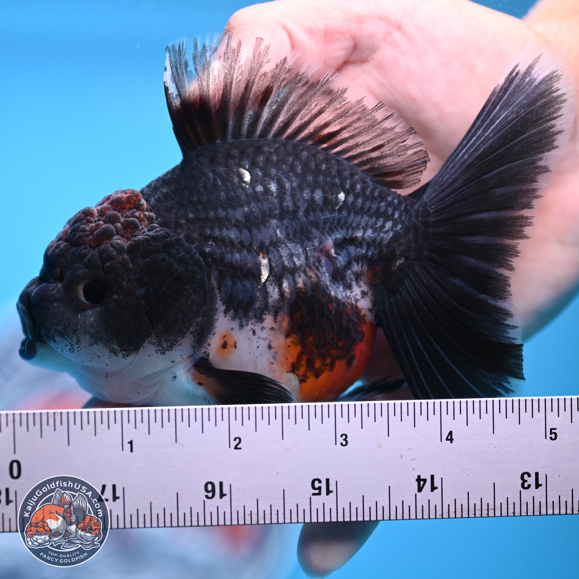 Shogun Blue Kirin Rose Tail Oranda 3.5in Body (240802_OR11) - Kaiju Goldfish USA