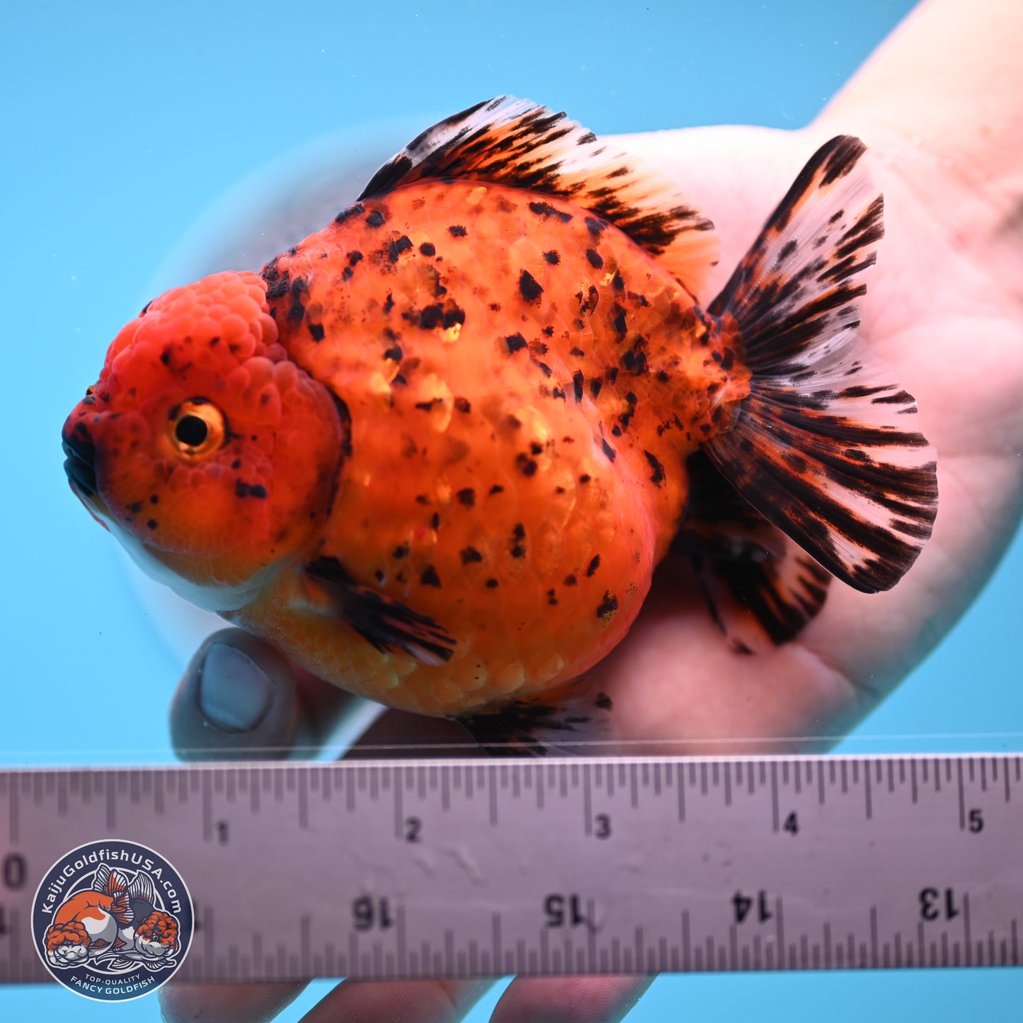 Shogun Tiger Oranda 4 inches Body - Female(250131_OR11)