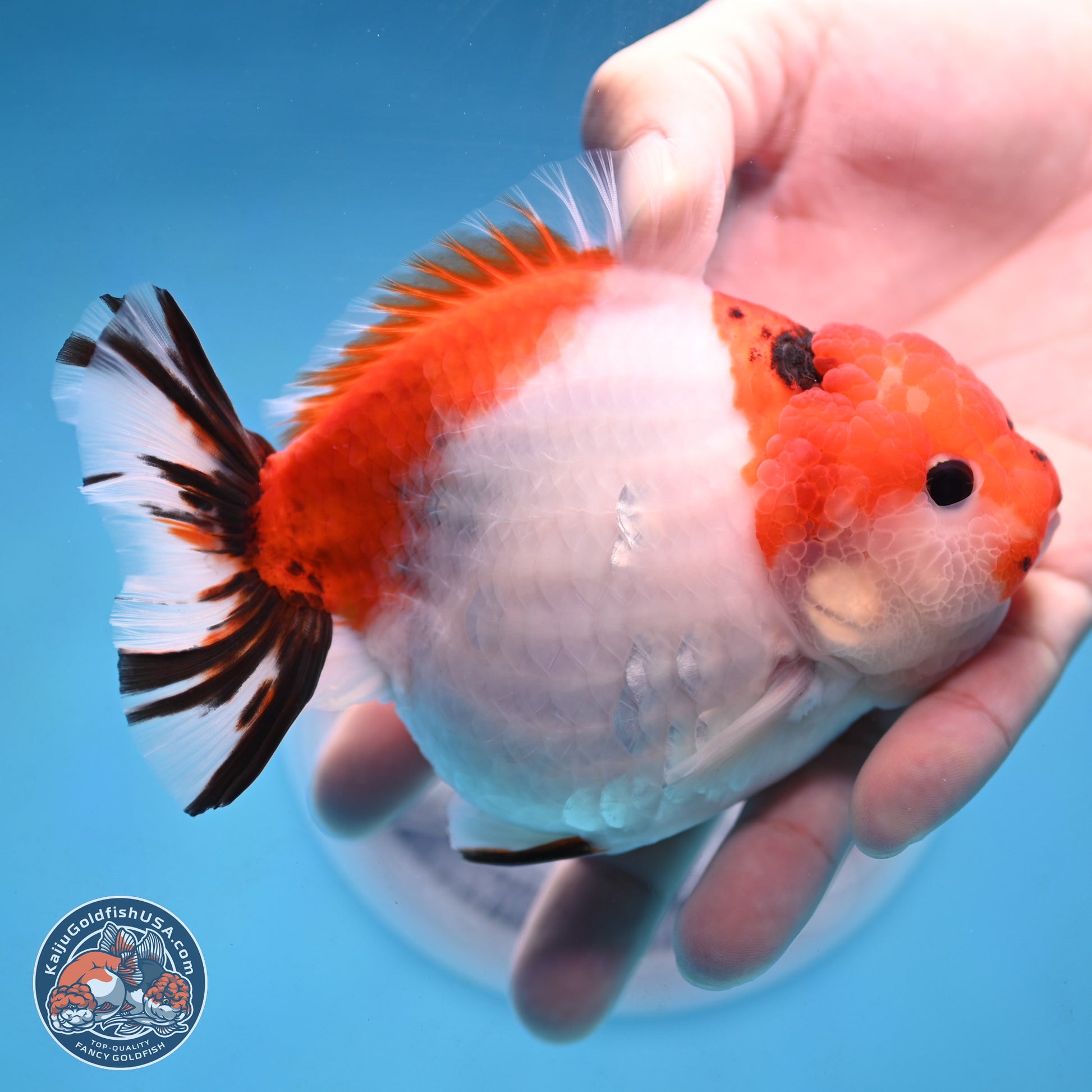 Tricolor Sakura YuanBao Oranda 4.5 inches Body - Female (250103_OR11) - Kaiju Goldfish USA