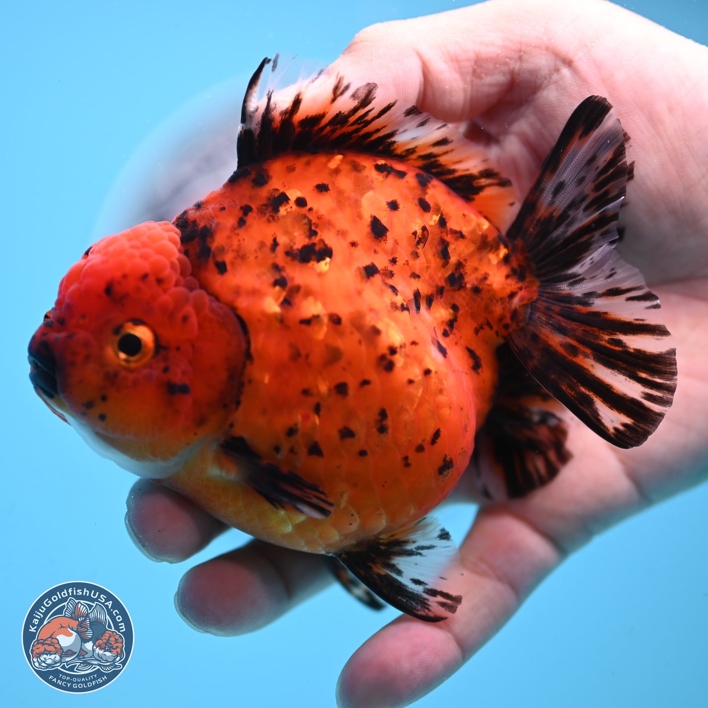 Shogun Tiger Oranda 4 inches Body - Female(250131_OR11)