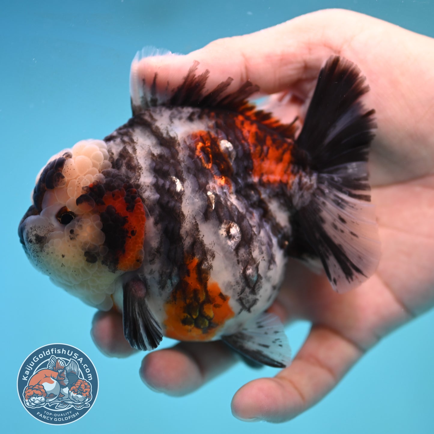Tricolor White Tiger Oranda 3.5 inch Body (250905_OR11)