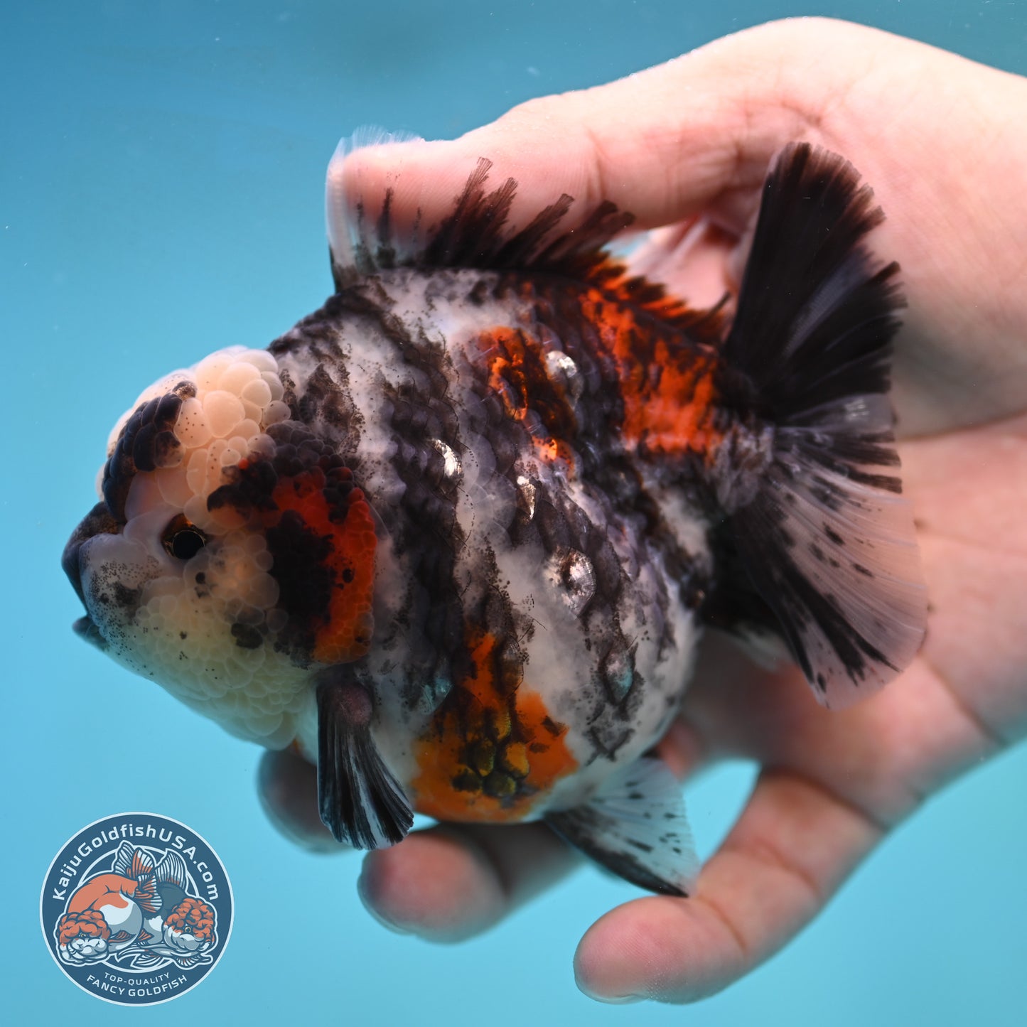Tricolor White Tiger Oranda 3.5 inch Body (250905_OR11)