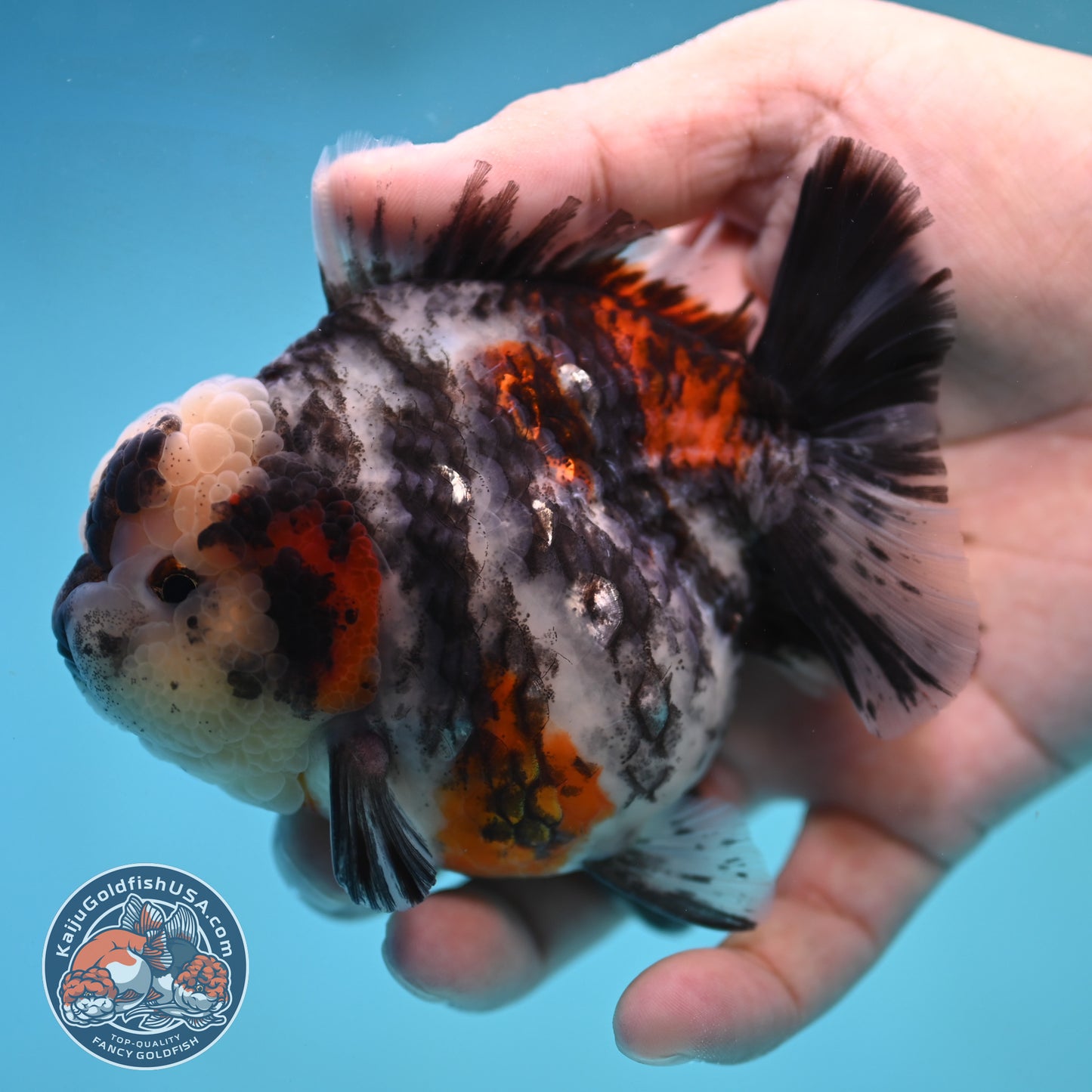 Tricolor White Tiger Oranda 3.5 inch Body (250905_OR11)