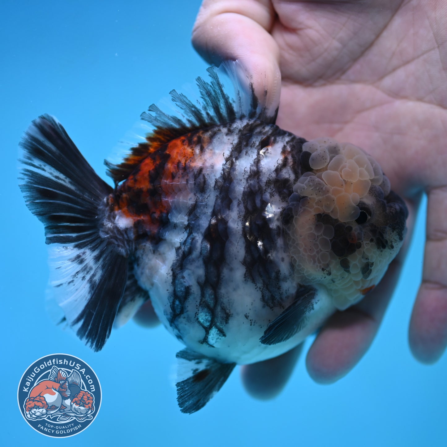 Tricolor White Tiger Oranda 3.5 inch Body (250905_OR11)