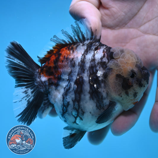 Tricolor White Tiger Oranda 3.5 inch Body (250905_OR11)
