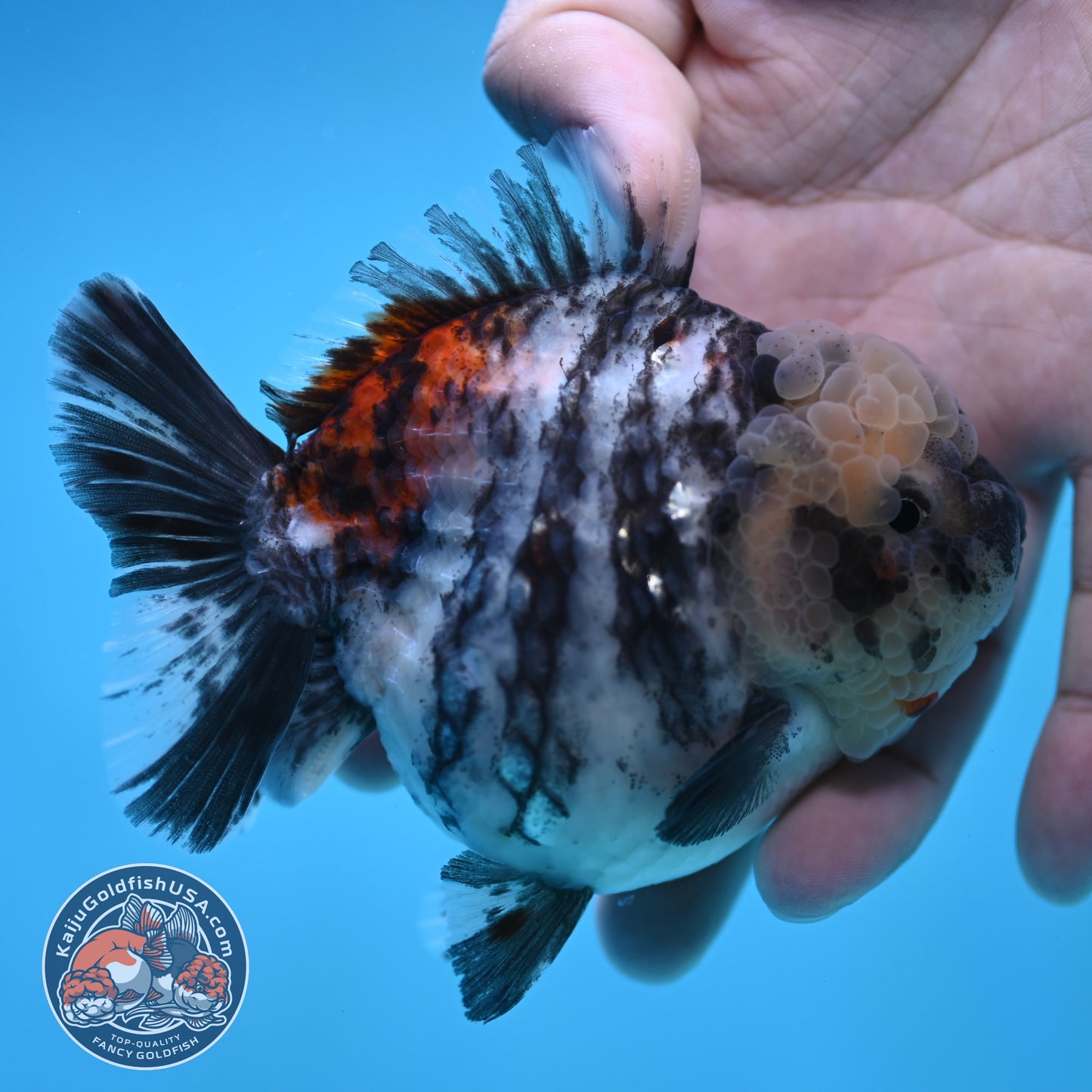 Tricolor White Tiger Oranda 3.5 inch Body (250905_OR11)