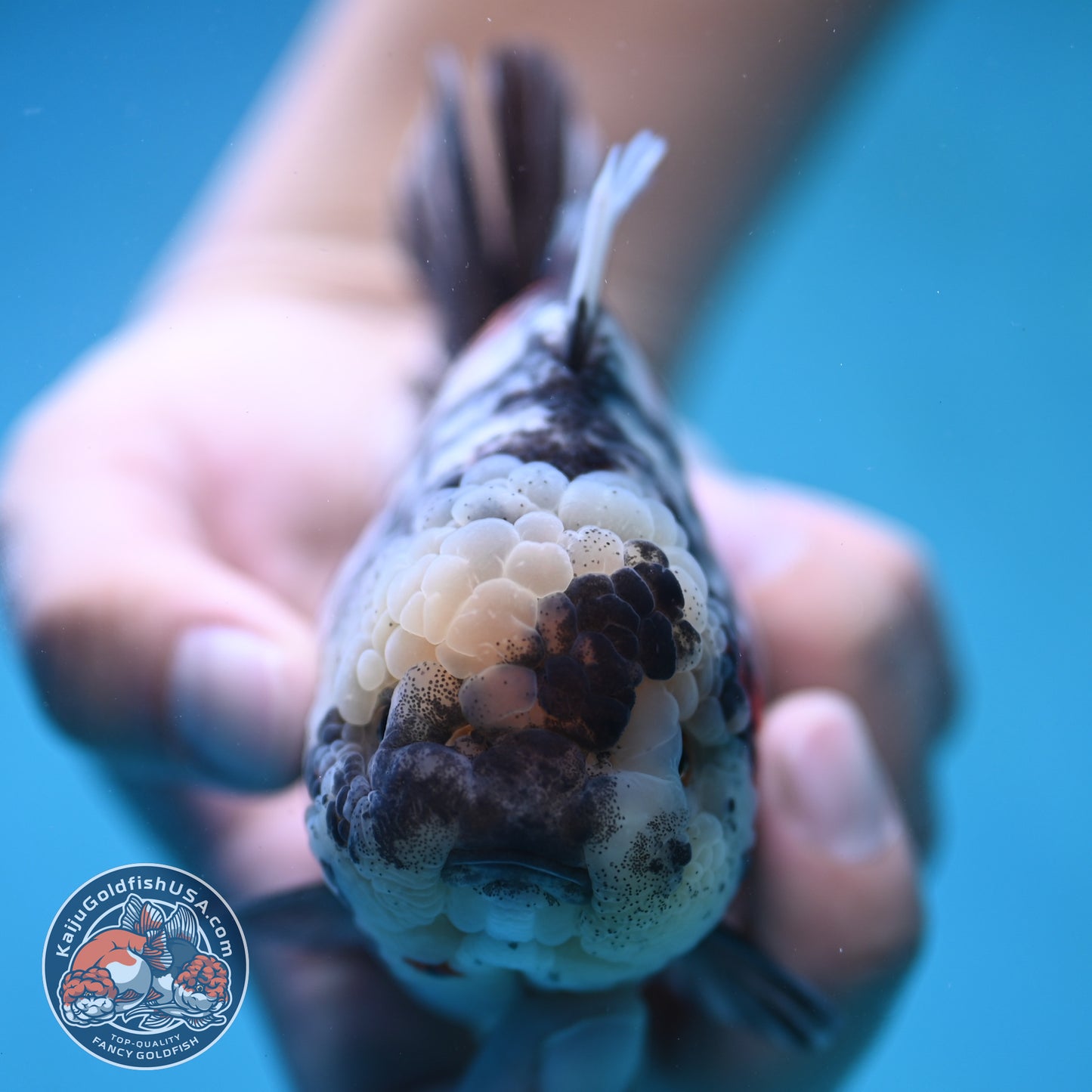 Tricolor White Tiger Oranda 3.5 inch Body (250905_OR11)