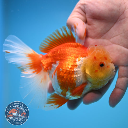 Red White Rose Tail Oranda 4 inch Body (250815_OR11)