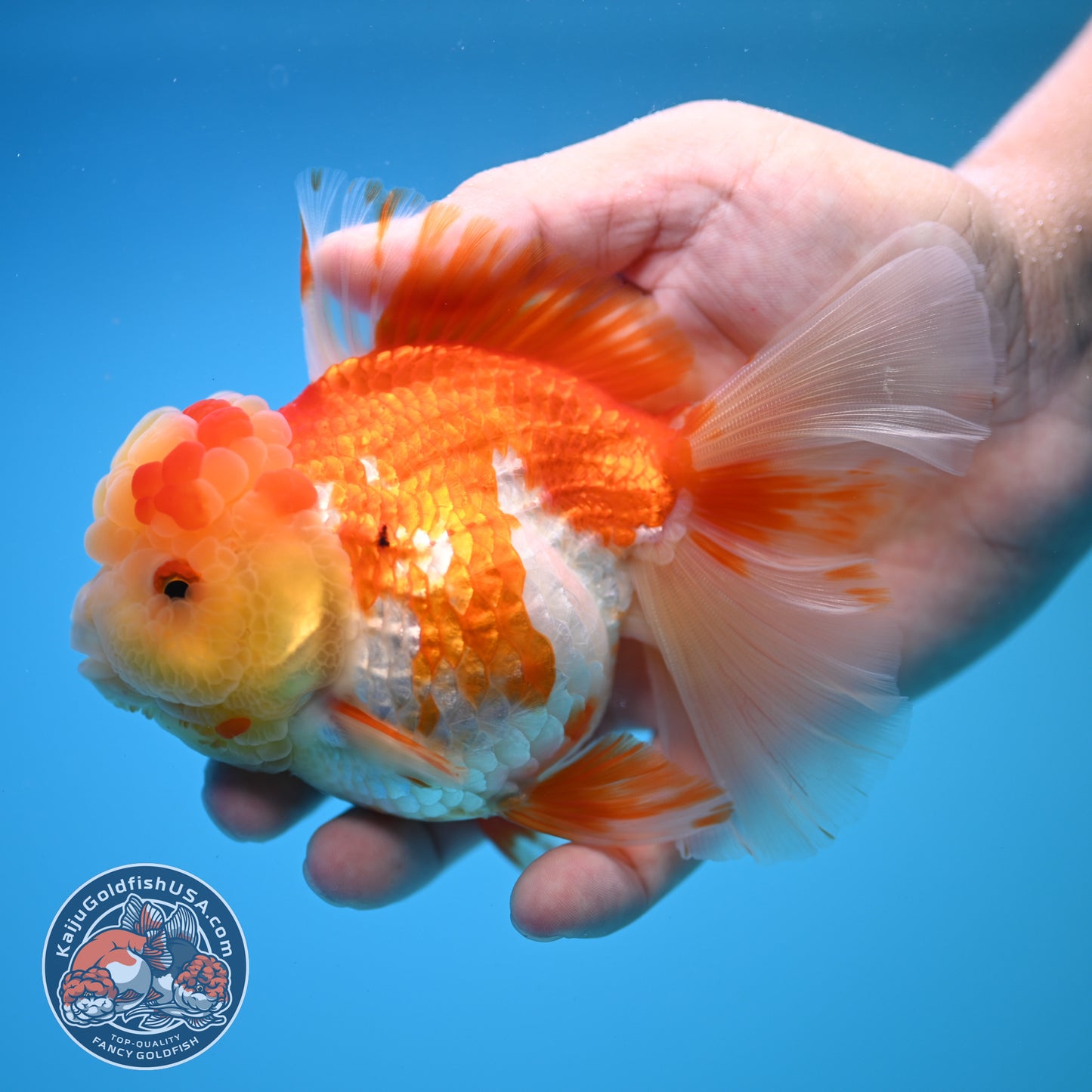 Red White Rose Tail Oranda 4 inch Body (250815_OR11)
