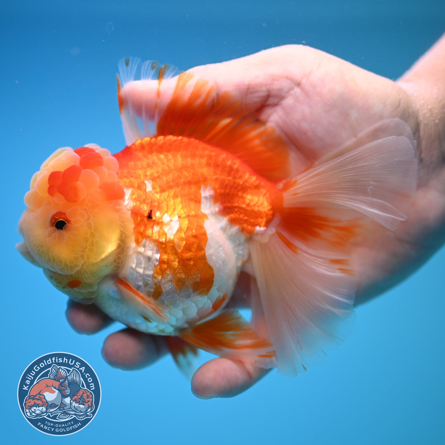 Red White Rose Tail Oranda 4 inch Body (250815_OR11)