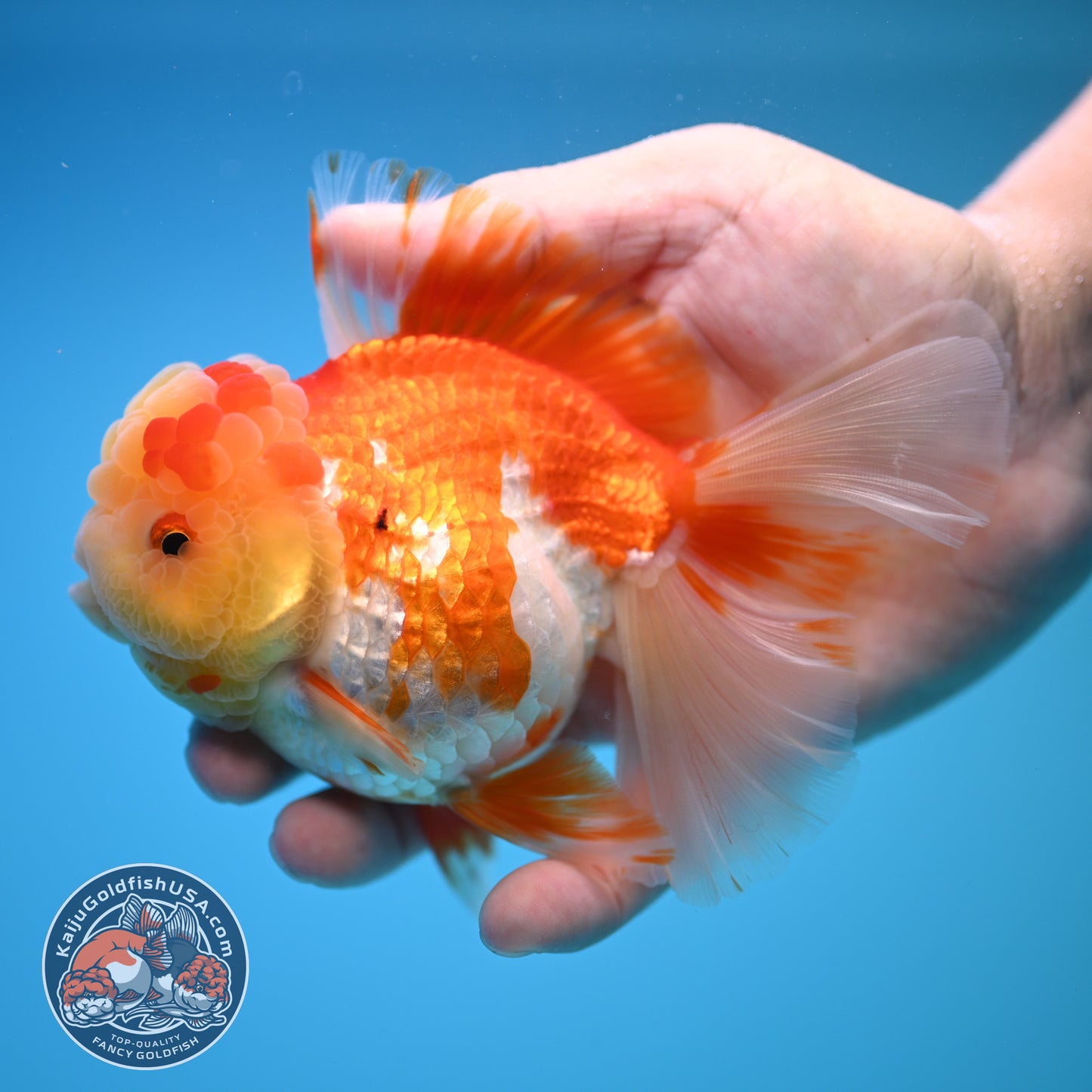 Red White Rose Tail Oranda 4 inch Body (250815_OR11)