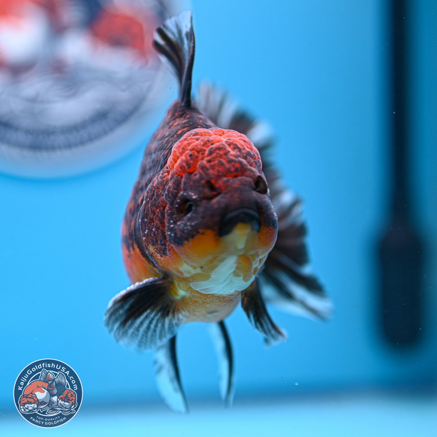 Red Kirin Rose Tail Oranda 4-5.5 inches (240920_OR11) - Kaiju Goldfish USA