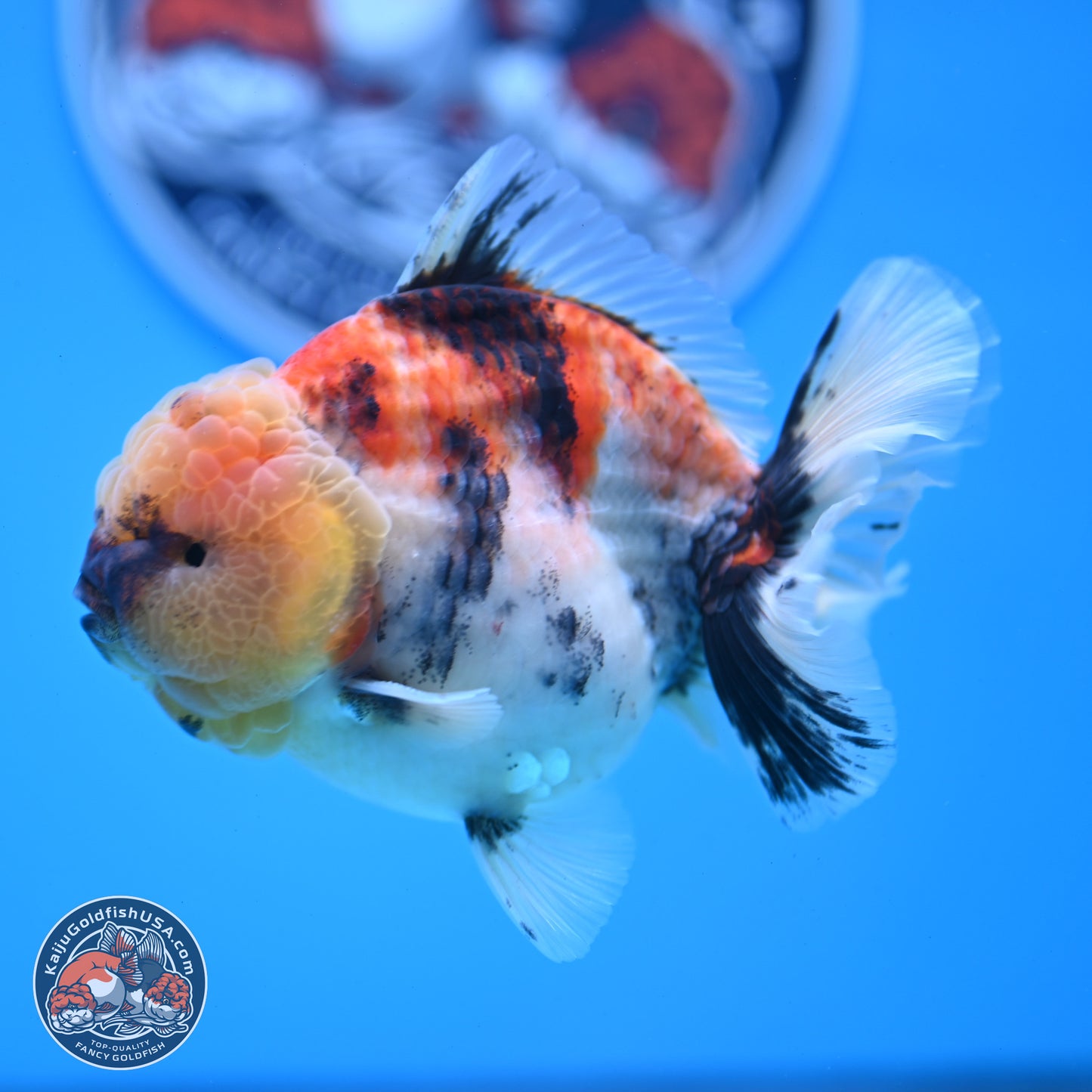 Tricolor Tiger YuanBao Oranda 3.5 inches Body - Male (250228_OR11)