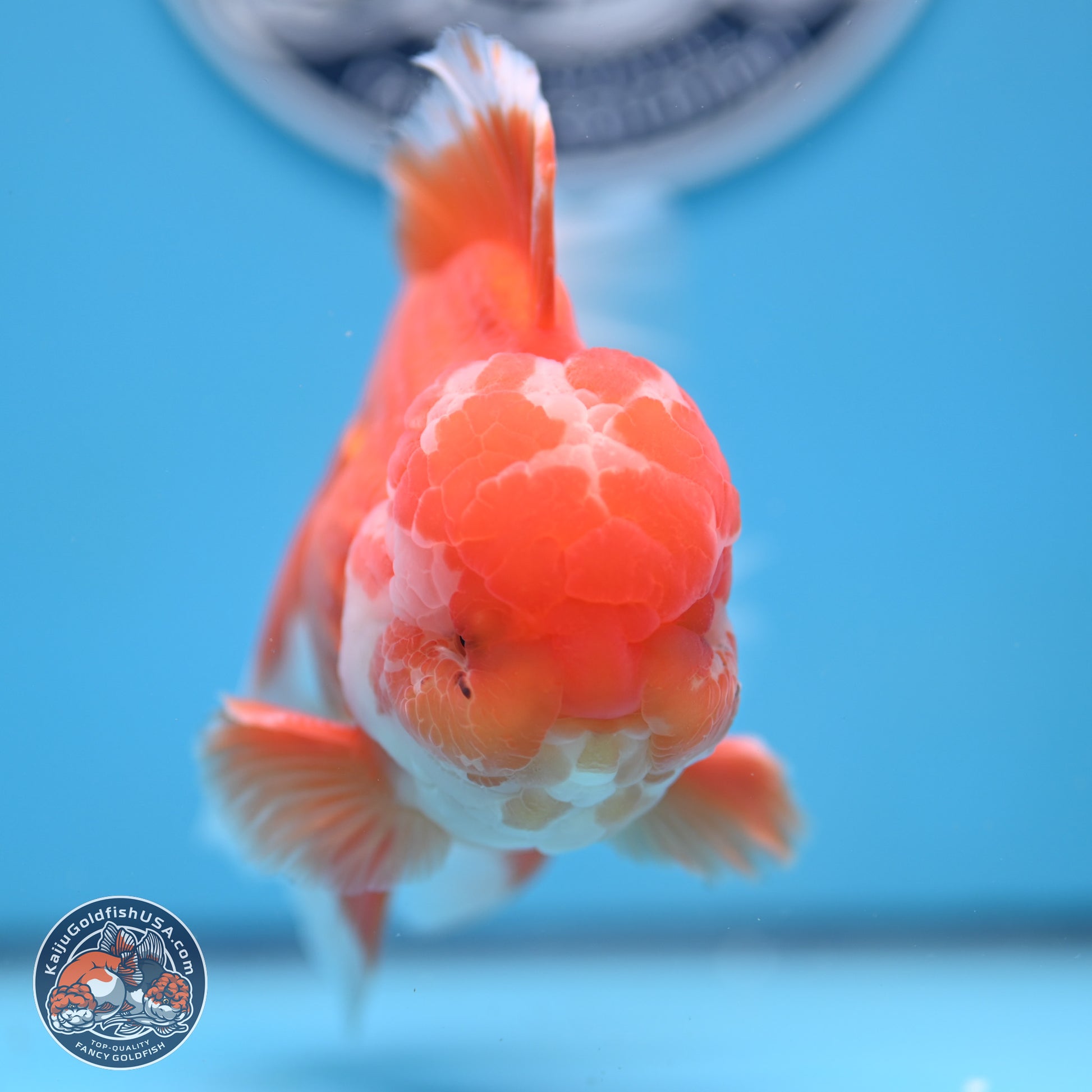 Red White Rose Tail Oranda 4-6 inches (240906_OR11) - Kaiju Goldfish USA