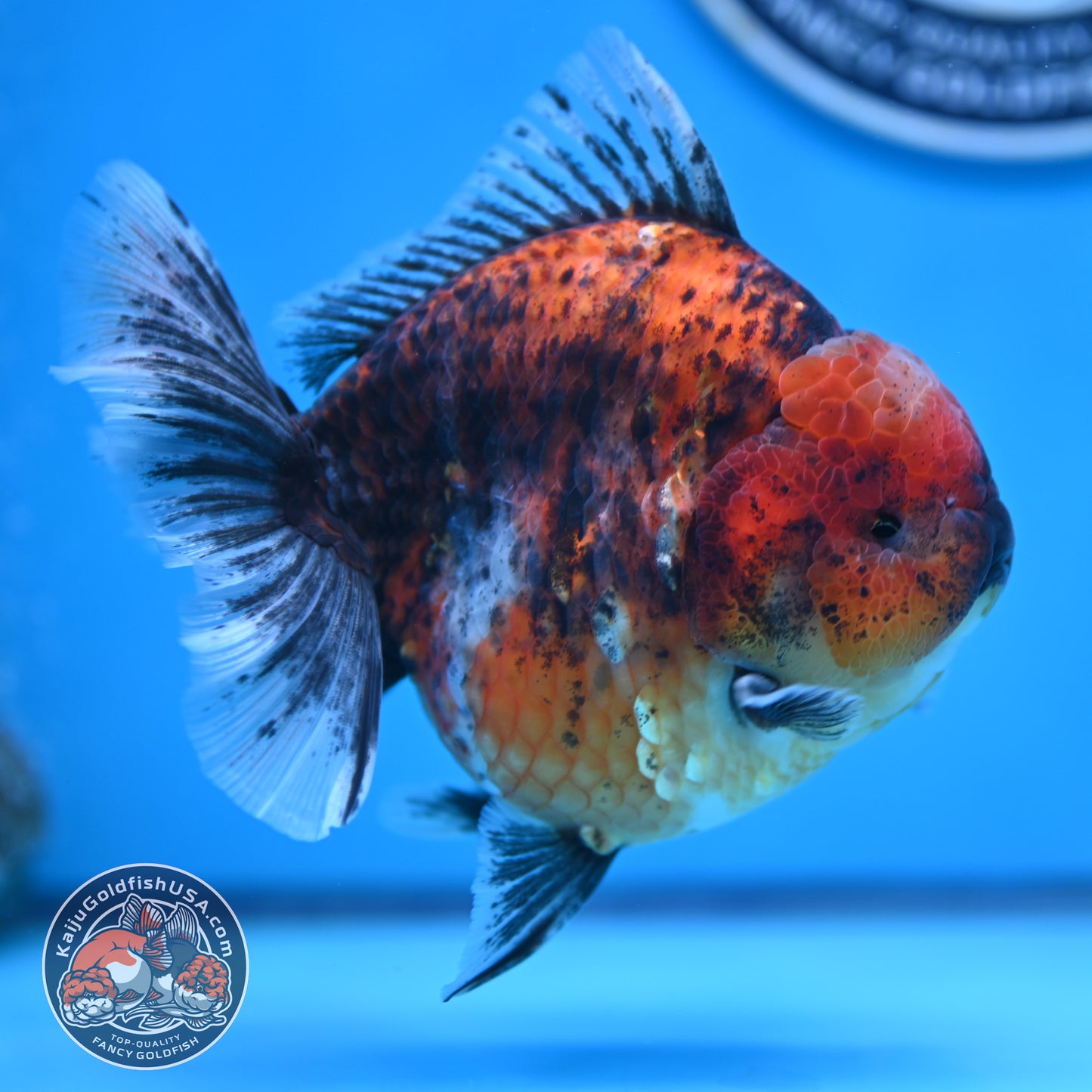 Tiger Oranda 4.25 inches Body (250516_OR11)