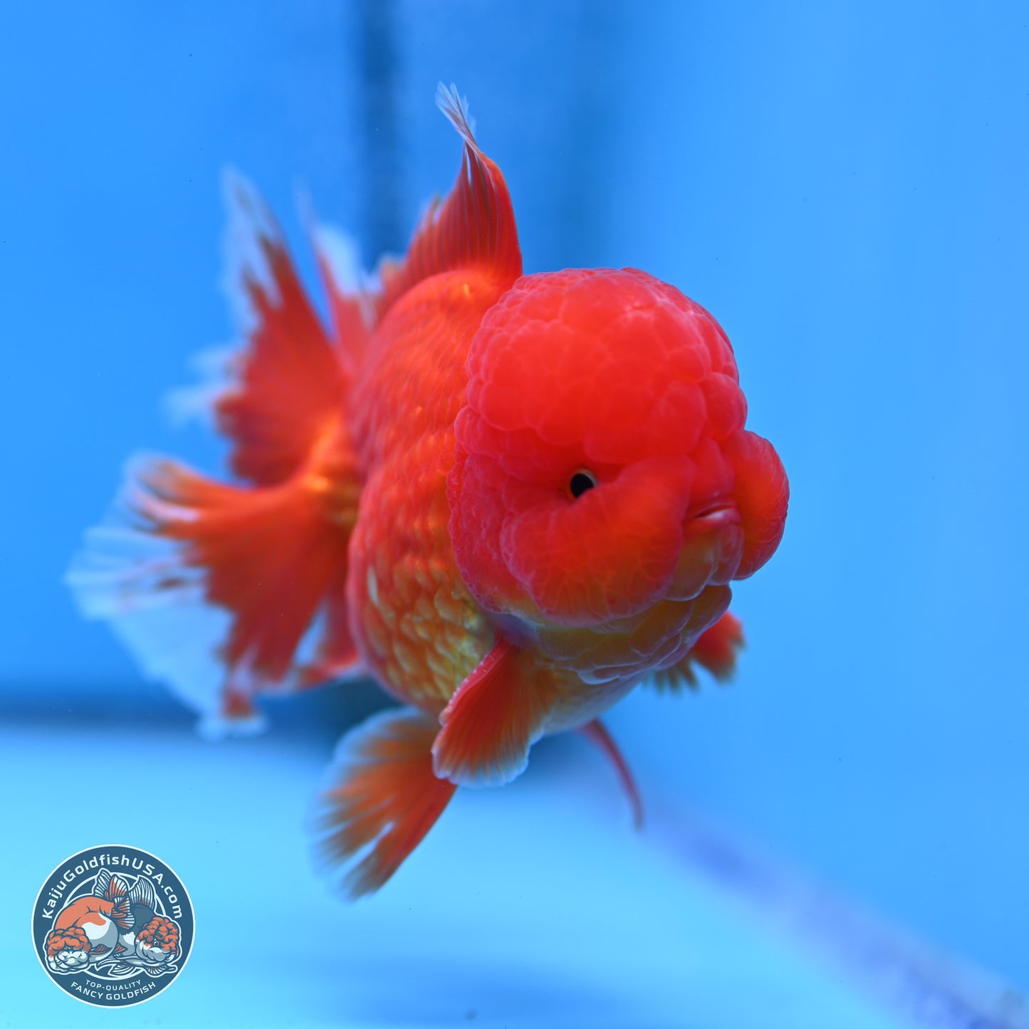 Classic Red Rose Tail Oranda 3.5 inches Body - Male (250307_OR11)