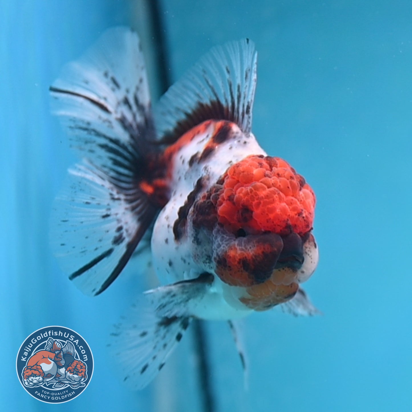 Shogun Tricolor Sakura Rose Tail Oranda 3.25 inches Body (250530_OR11)