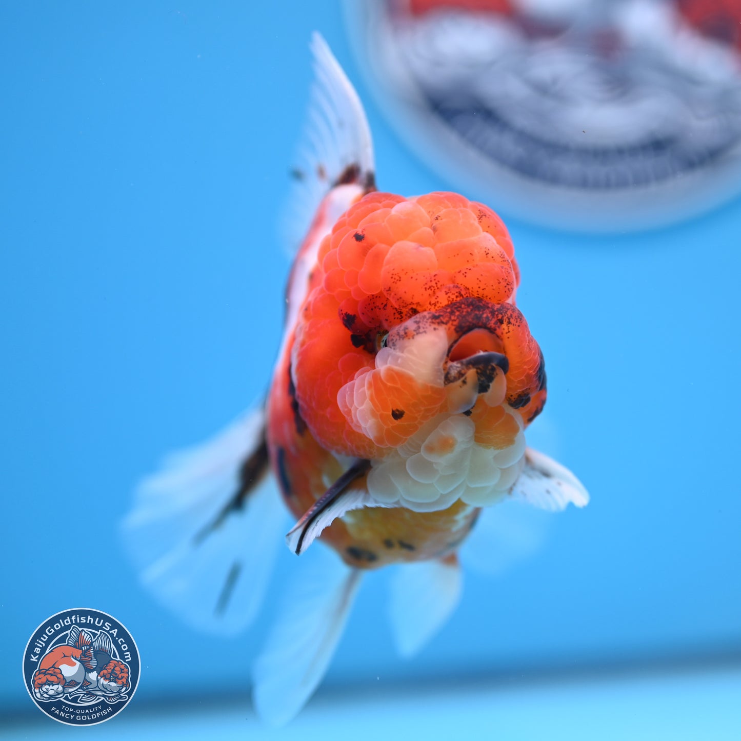 Tricolor Tiger Oranda 3.5 inches Body - Male (250314_OR11)