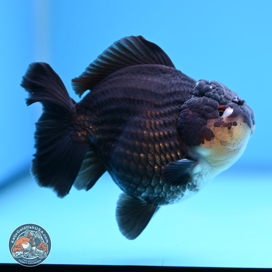 Panda YuanBao Oranda 3.5 inches Body - Male (241227_OR11) - Kaiju Goldfish USA