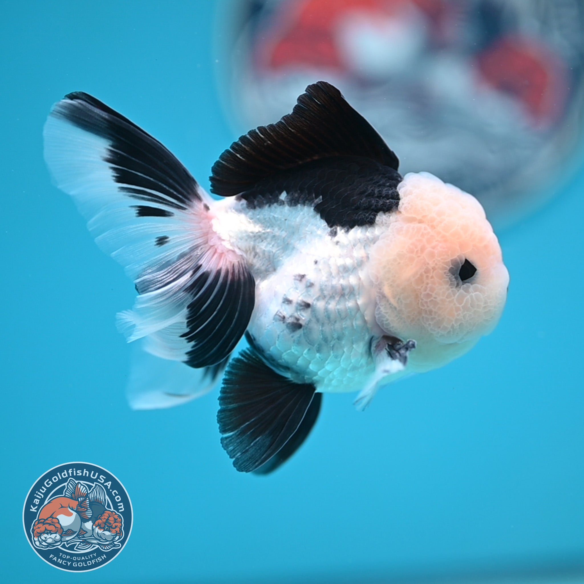 Panda Oranda Goldfish for Sale | Kaiju Goldfish USA