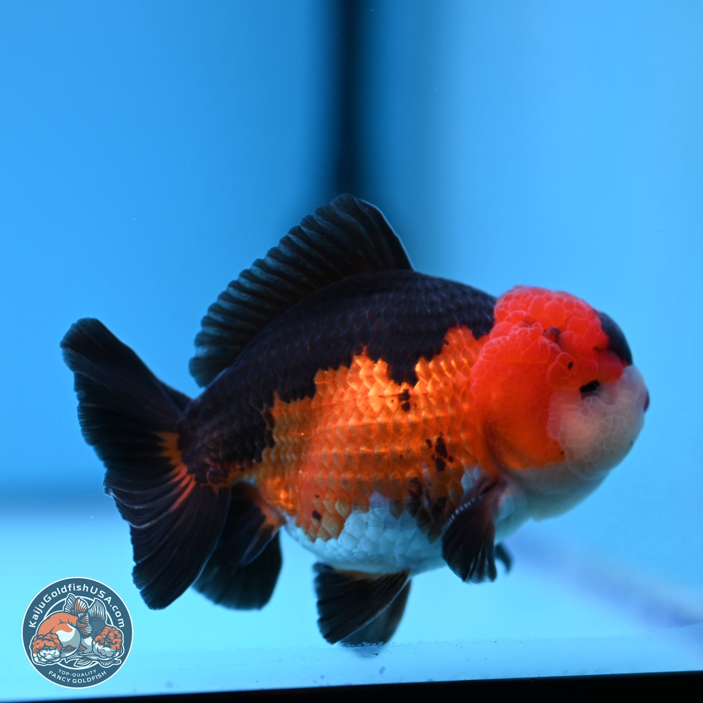 Tricolor Oranda 3.5-4.5 inches (240913_OR11) - Kaiju Goldfish USA