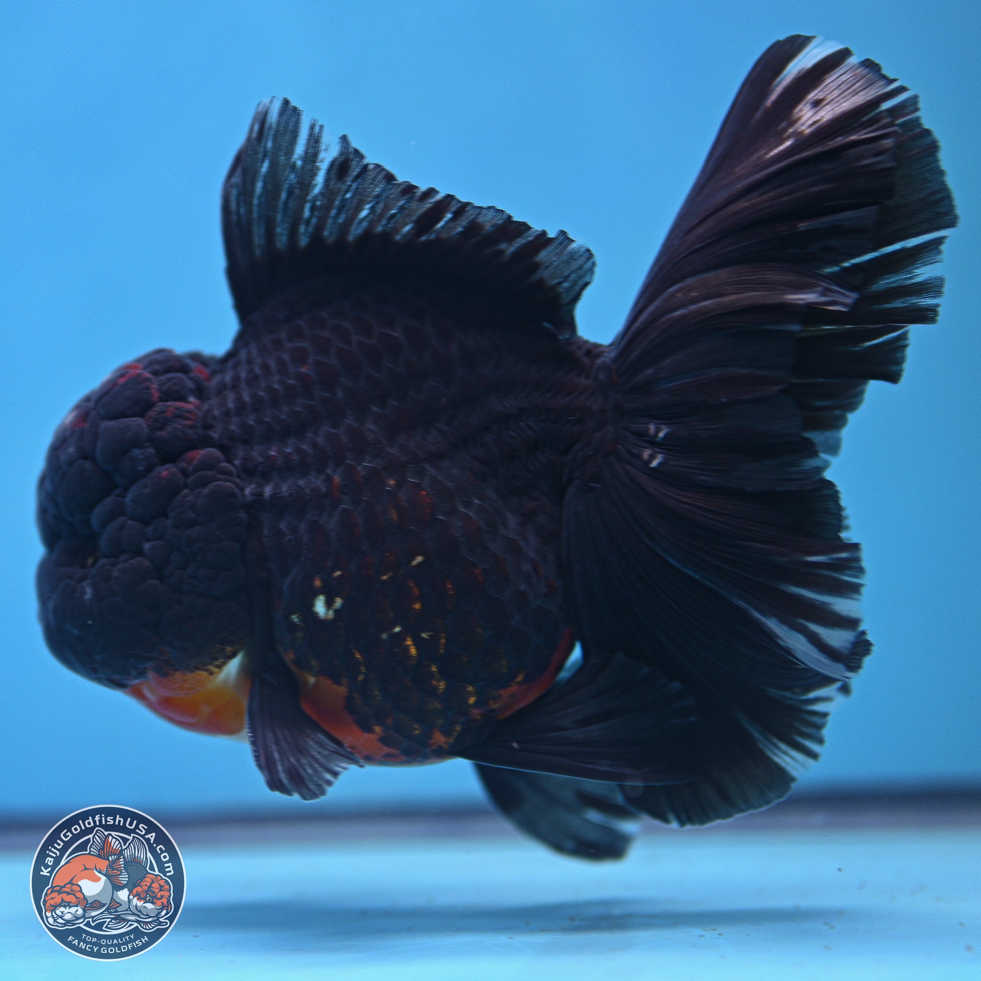 Kirin Rose Tail Oranda 6 inches - Male (241115_OR11) - Kaiju Goldfish USA