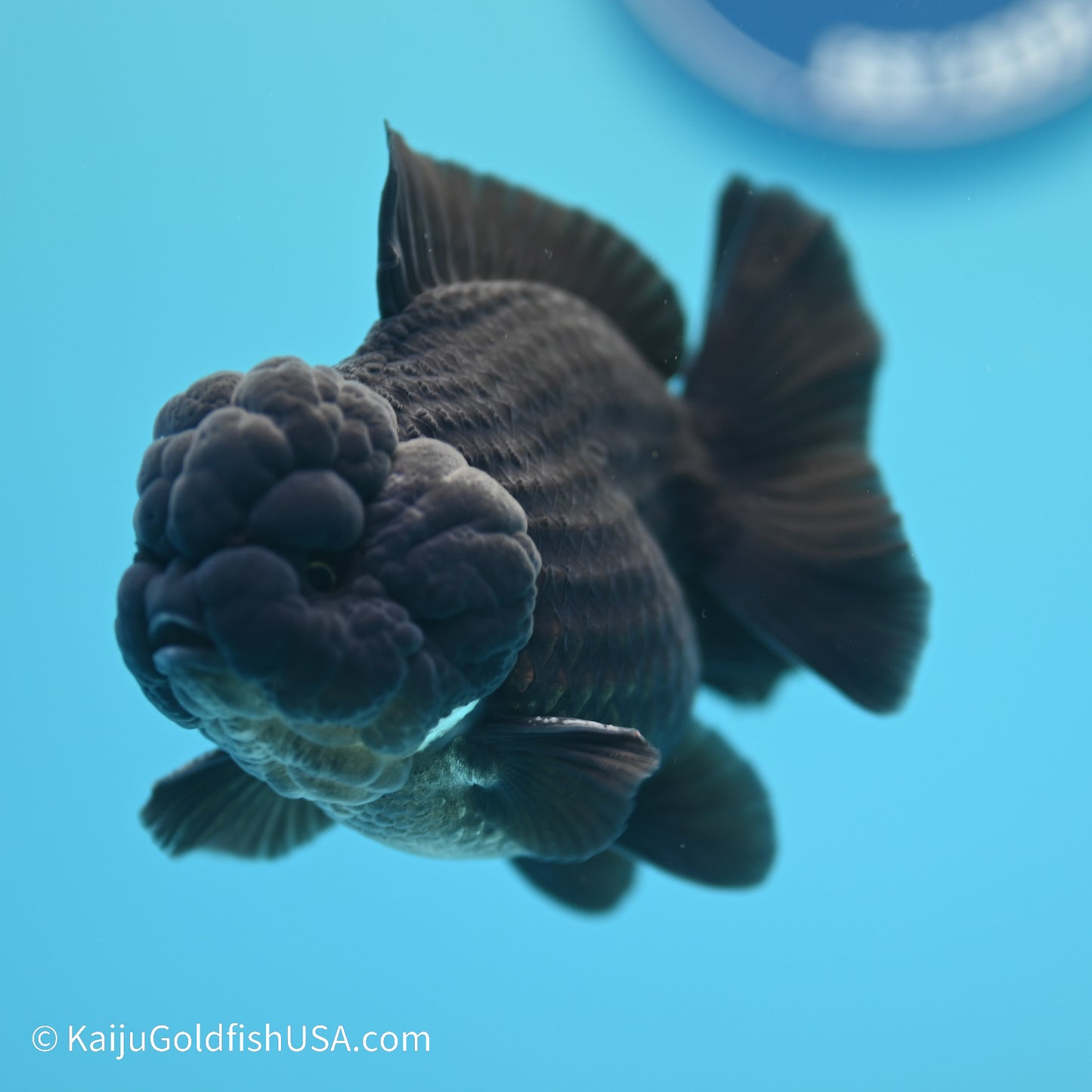 Jet Black YuanBao Oranda 3.5 inches (240517_OR11) - Kaiju Goldfish USA