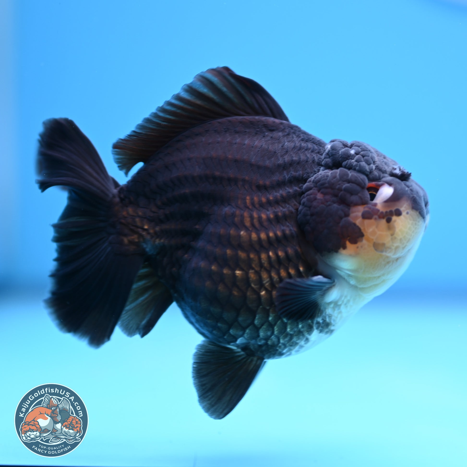 Panda YuanBao Oranda 3.5 inches Body - Male (241227_OR11) - Kaiju Goldfish USA
