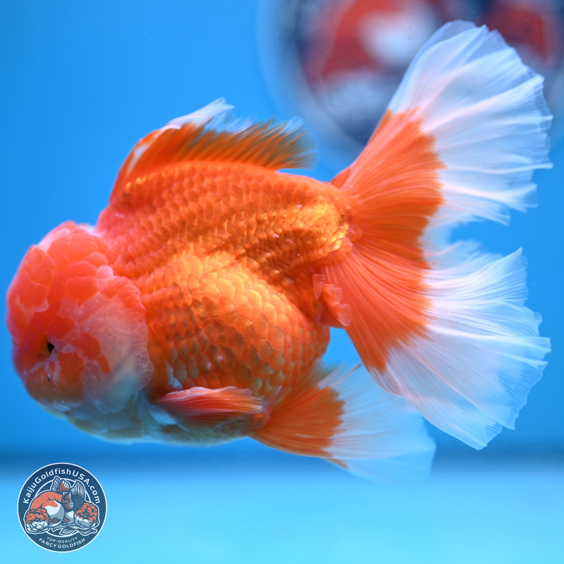 Red White Rose Tail Oranda 4-6 inches (240906_OR11) - Kaiju Goldfish USA