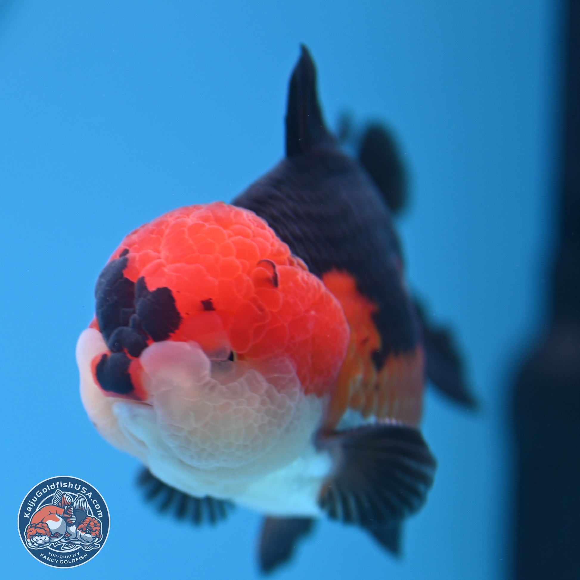 Tricolor Oranda 3.5-4.5 inches (240913_OR11) - Kaiju Goldfish USA