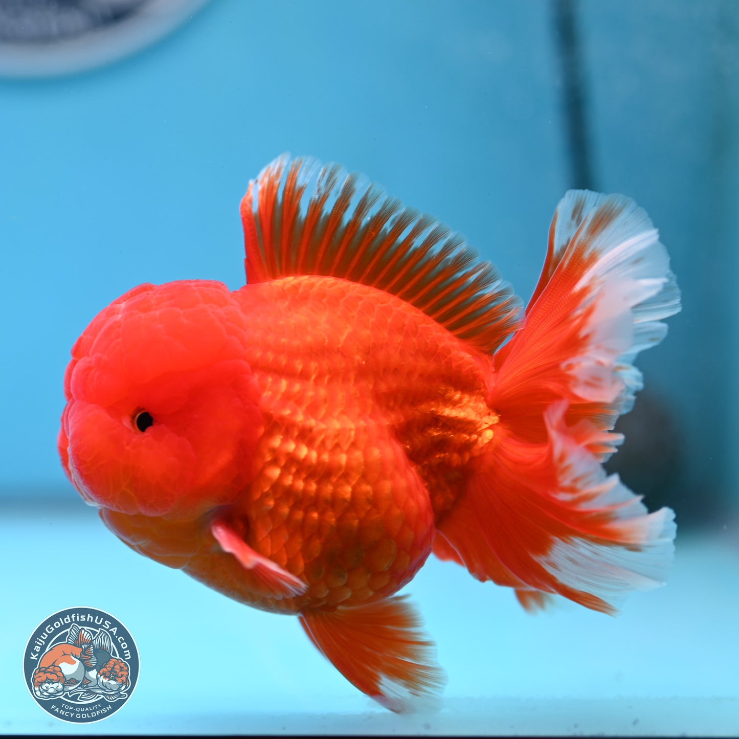 Classic Red Rose Tail Oranda 3.5 inches Body - Male (250307_OR11)