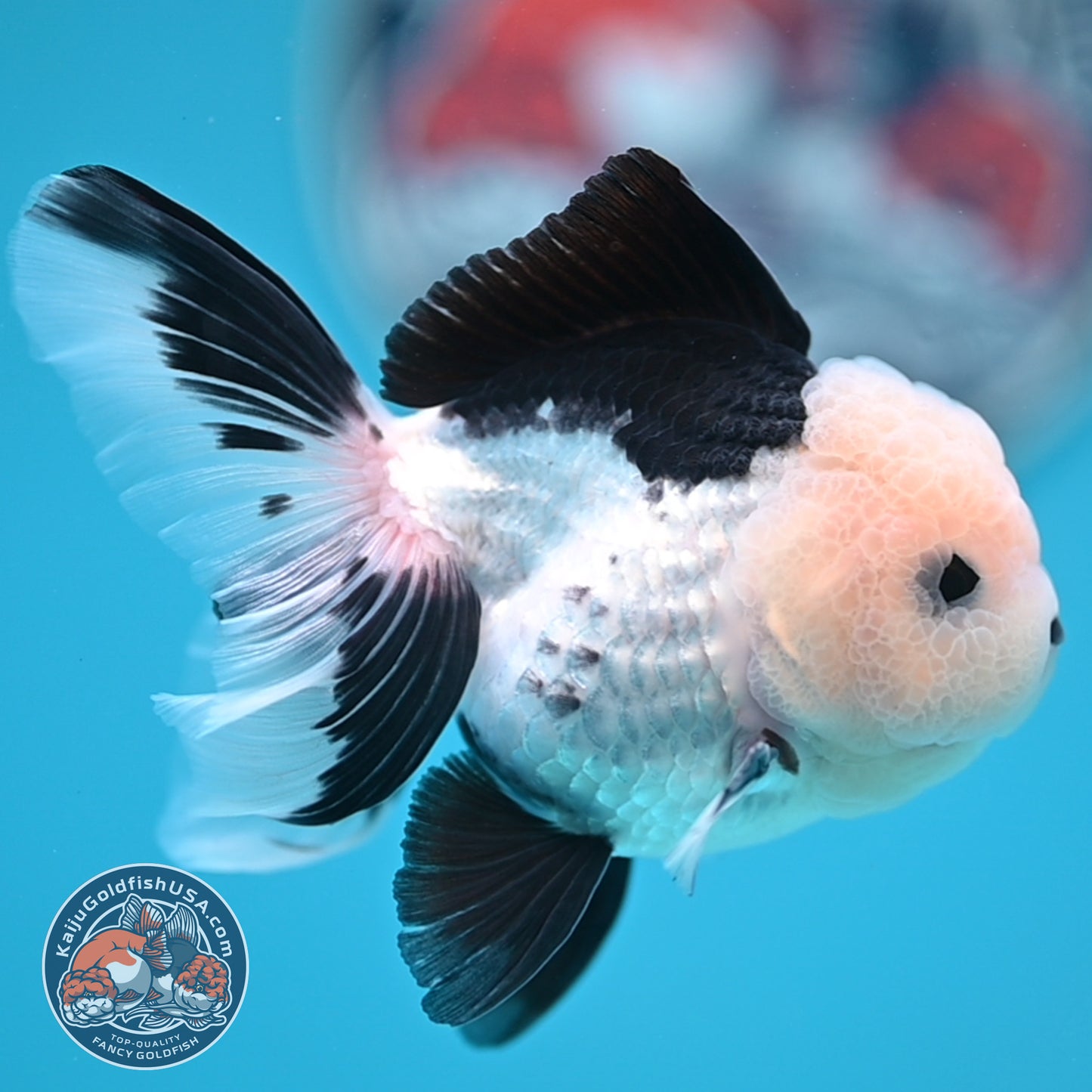 Panda Oranda 3 inches Body (250606_OR11)