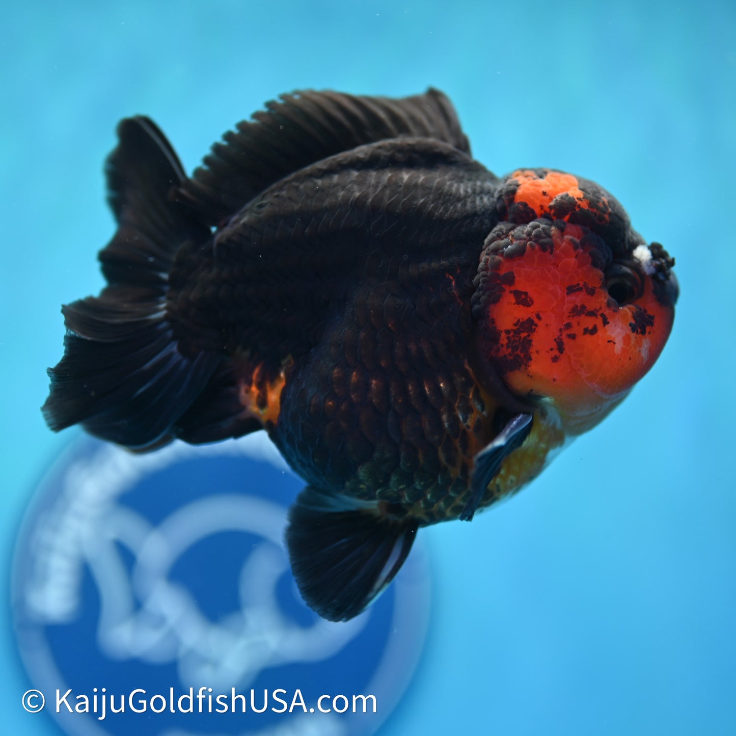 Red/Black YuanBao Oranda 3.5in body (240607_OR11) - Kaiju Goldfish USA