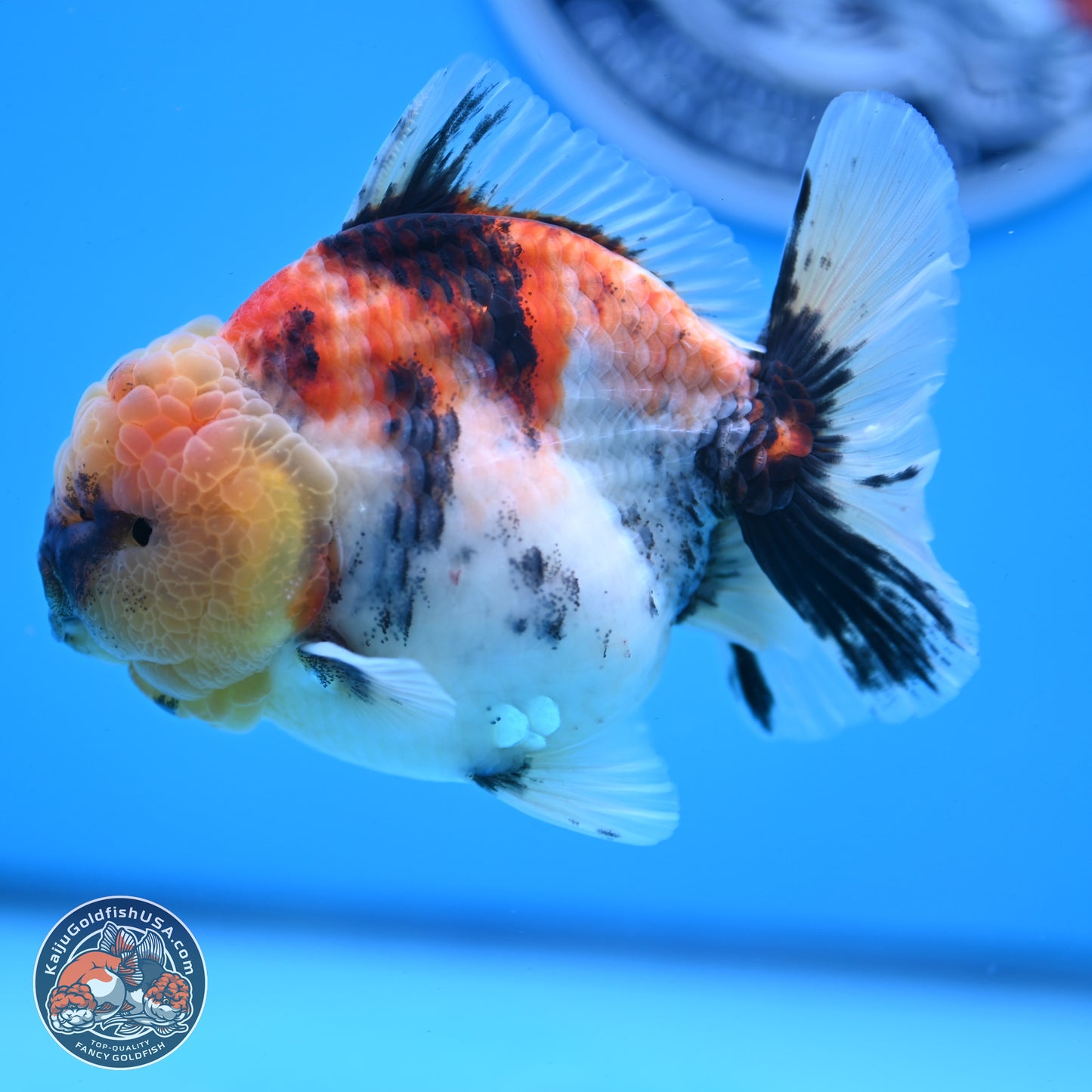 Tricolor Tiger YuanBao Oranda 3.5 inches Body - Male (250228_OR11)