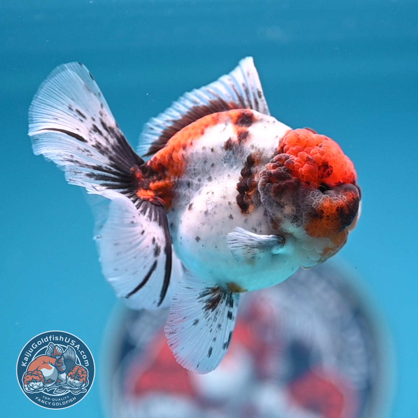 Shogun Tricolor Sakura Rose Tail Oranda 3.25 inches Body (250530_OR11)