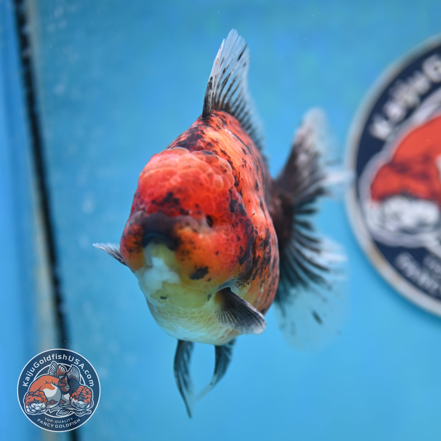 Tiger Oranda 4.25 inches Body (250516_OR11)