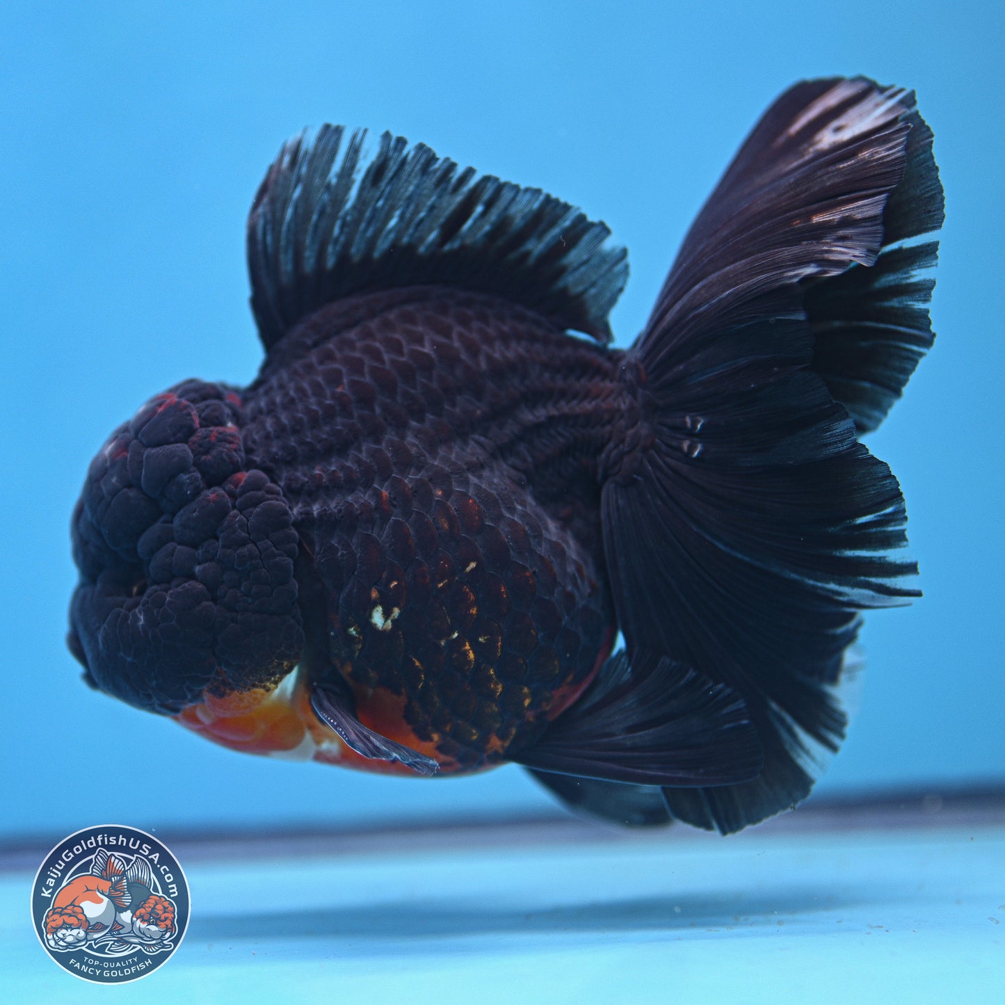 Kirin Rose Tail Oranda 6 inches - Male (241115_OR11) - Kaiju Goldfish USA