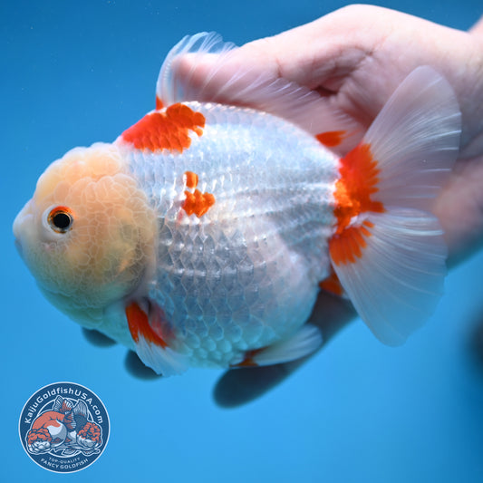Jade Head Red White Oranda 4.5 inch Body (250912_OR11)