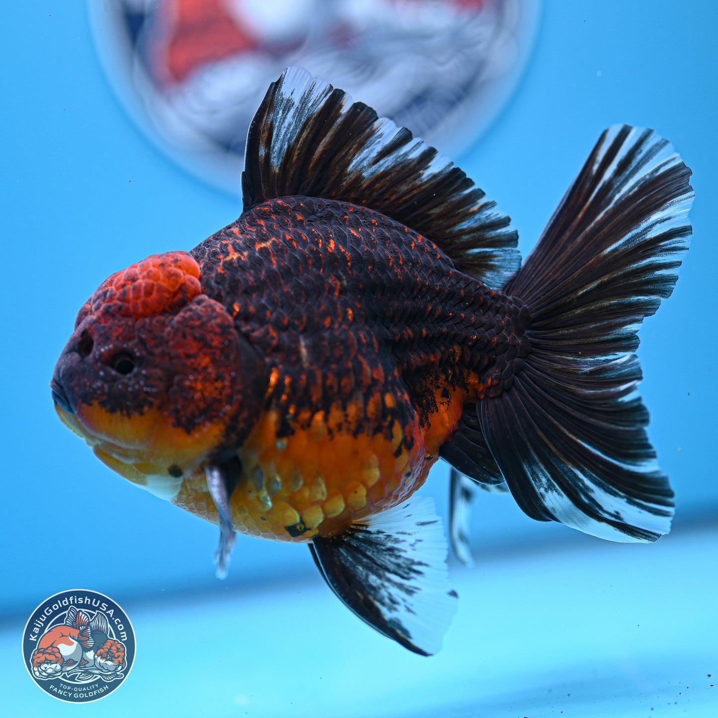 Red Kirin Rose Tail Oranda 4-5.5 inches (240920_OR11) - Kaiju Goldfish USA