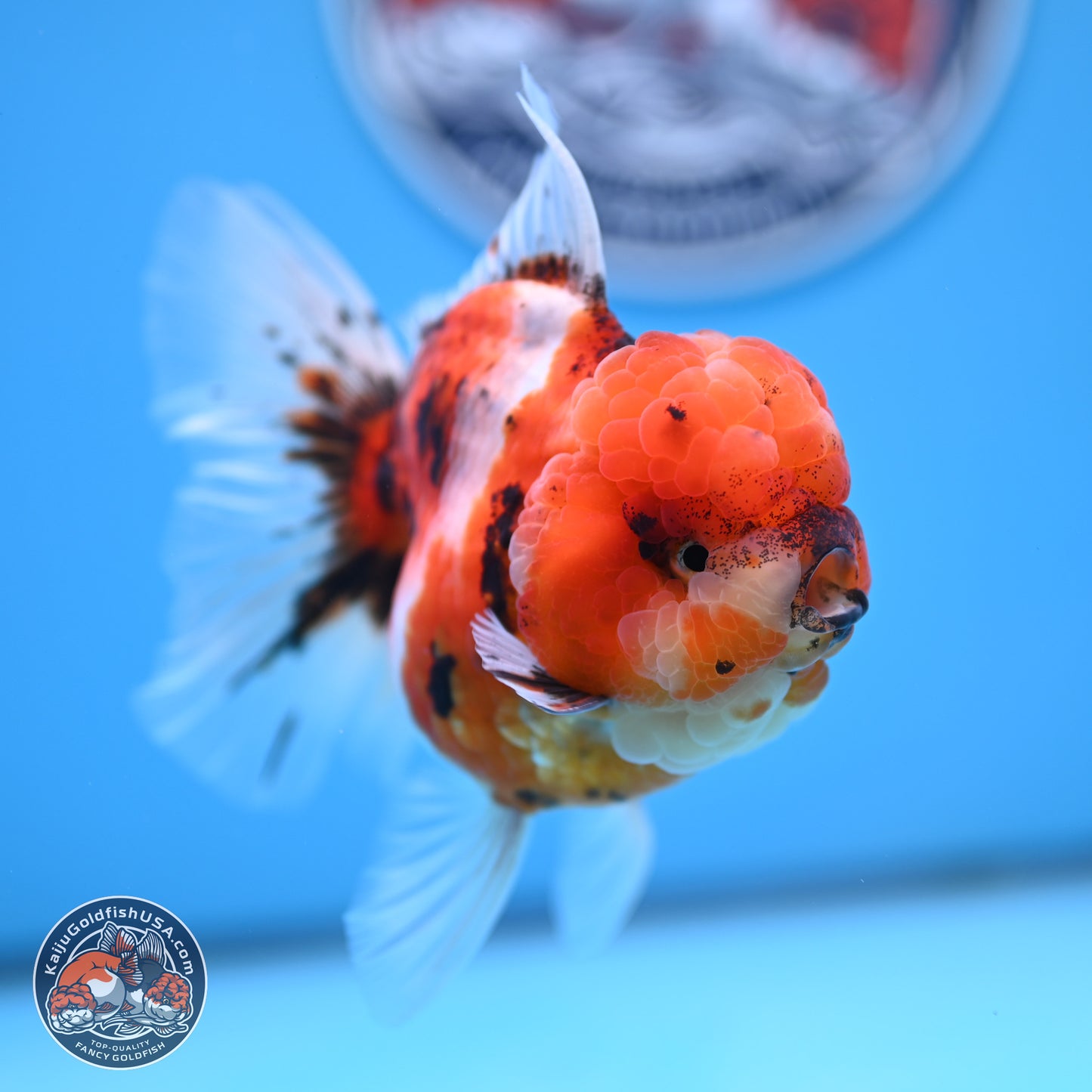 Tricolor Tiger Oranda 3.5 inches Body - Male (250314_OR11)