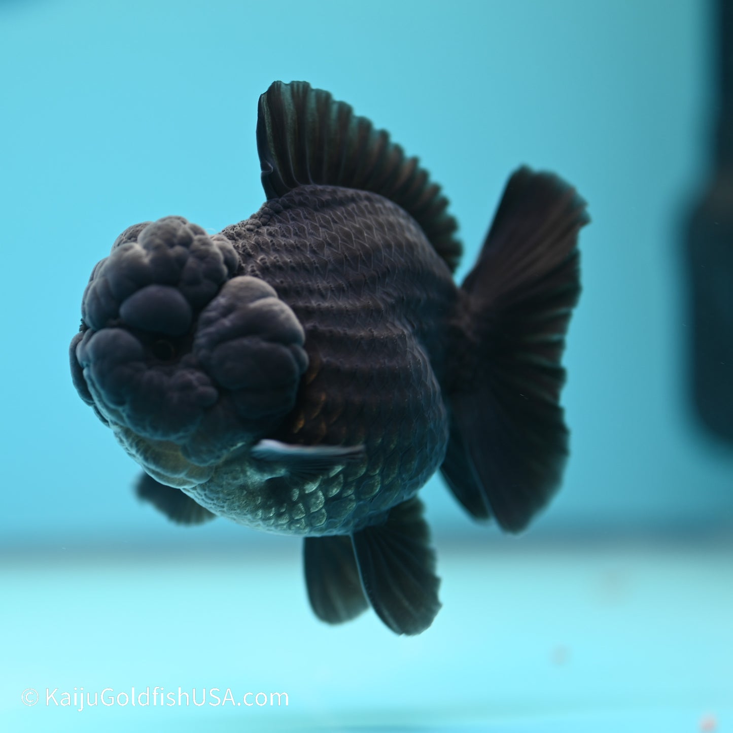 Jet Black YuanBao Oranda 3.5 inches (240517_OR11) - Kaiju Goldfish USA