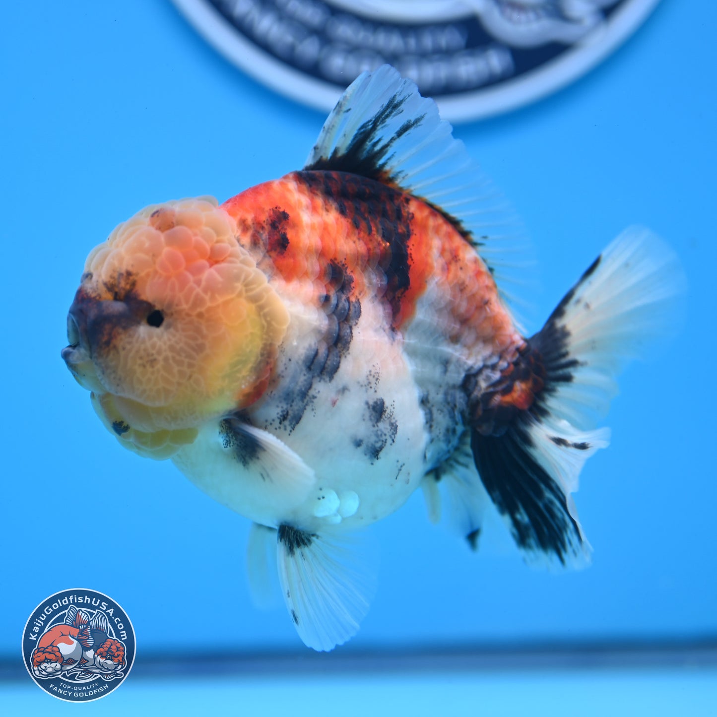 Tricolor Tiger YuanBao Oranda 3.5 inches Body - Male (250228_OR11)
