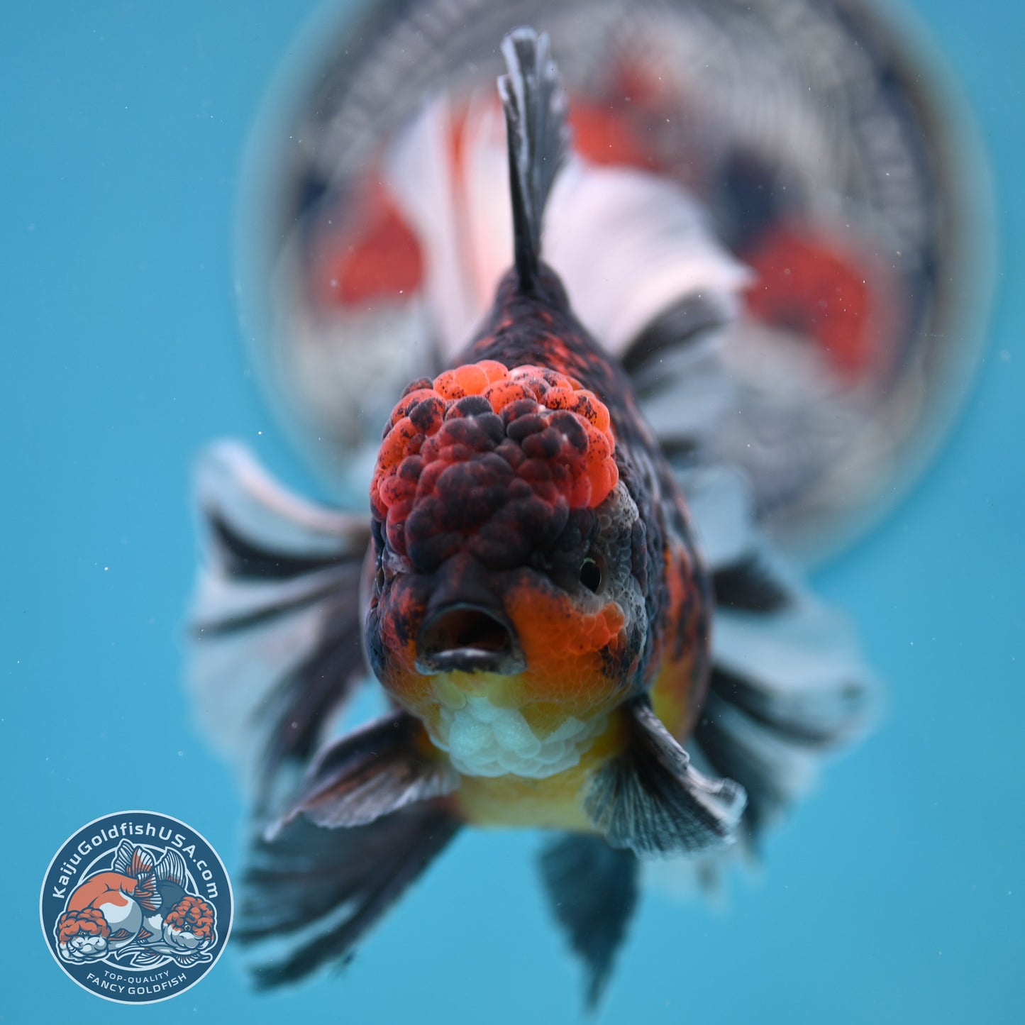 Tricolor Tiger Rose Tail Oranda 4 inches Body (250502_OR11)