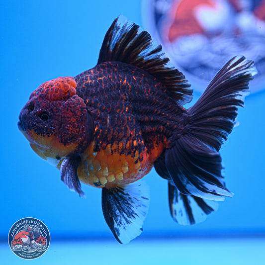 Red Kirin Rose Tail Oranda 4-5.5 inches (240920_OR11) - Kaiju Goldfish USA