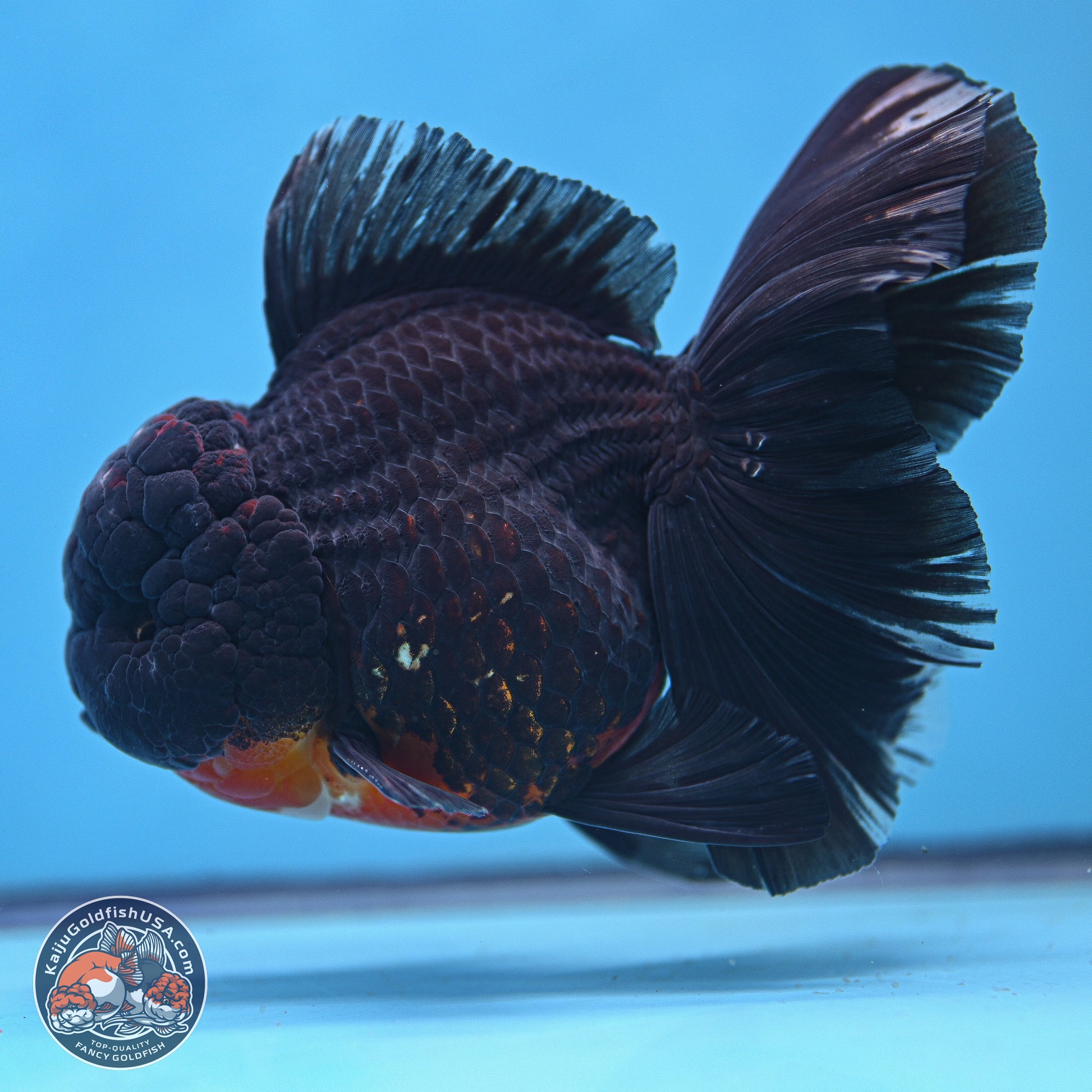 Kirin Rose Tail Oranda 6 inches - Male (241115_OR11) - Kaiju Goldfish USA