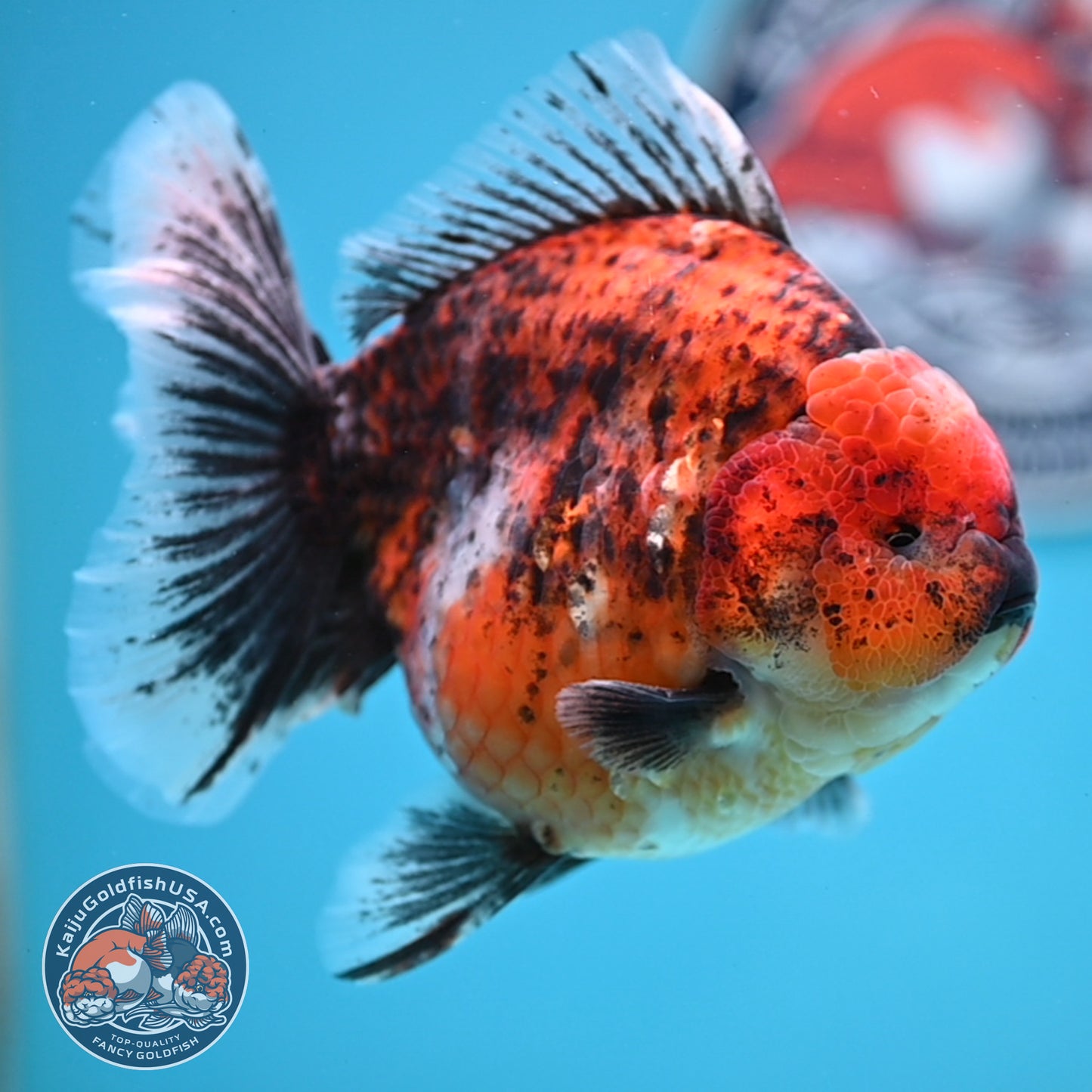 Tiger Oranda 4.25 inches Body (250516_OR11)